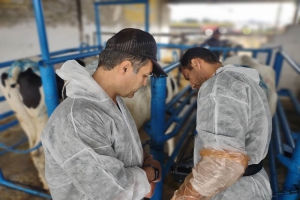 انتقال جنین های منجمد از گاوهای پربازده نژاد جرزی در یک گاوداری در پارس آباد مغان