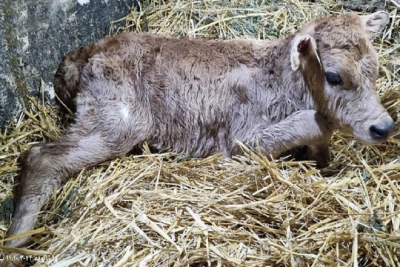 اولین گوساله نژاد «جرزی» خالص تولید شده از جنین‌های IVF در کشت و صنعت مغان متولد شد