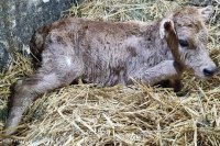 اولین گوساله نژاد «جرزی» خالص تولید شده از جنین‌های IVF در کشت و صنعت مغان متولد شد