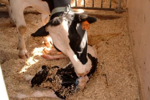 سالانه ۲ هزار جنین گاو از نژادهای ممتاز در کشور تولید می شود