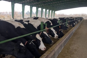 تامین امنیت غذایی کشور با تولید گاوهای گوشتی و شیری