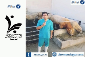 صحبت های جناب آقای دکتر محمدپور (دامپزشک شرکت سینا فناوران ماندگار) در ارتباط با مزایای گاوهای نژاد گوشتی (لیموزین، آکیتن و شاروله)