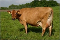 بیش از ۳ هزار جنین گاو از نژادهای ممتاز با تلاش محققان ایرانی تولید شد
